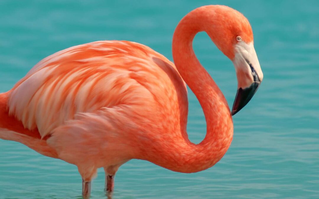 Unlock the mystery of what pigment makes flamingos pink and how it colors their feathers.
