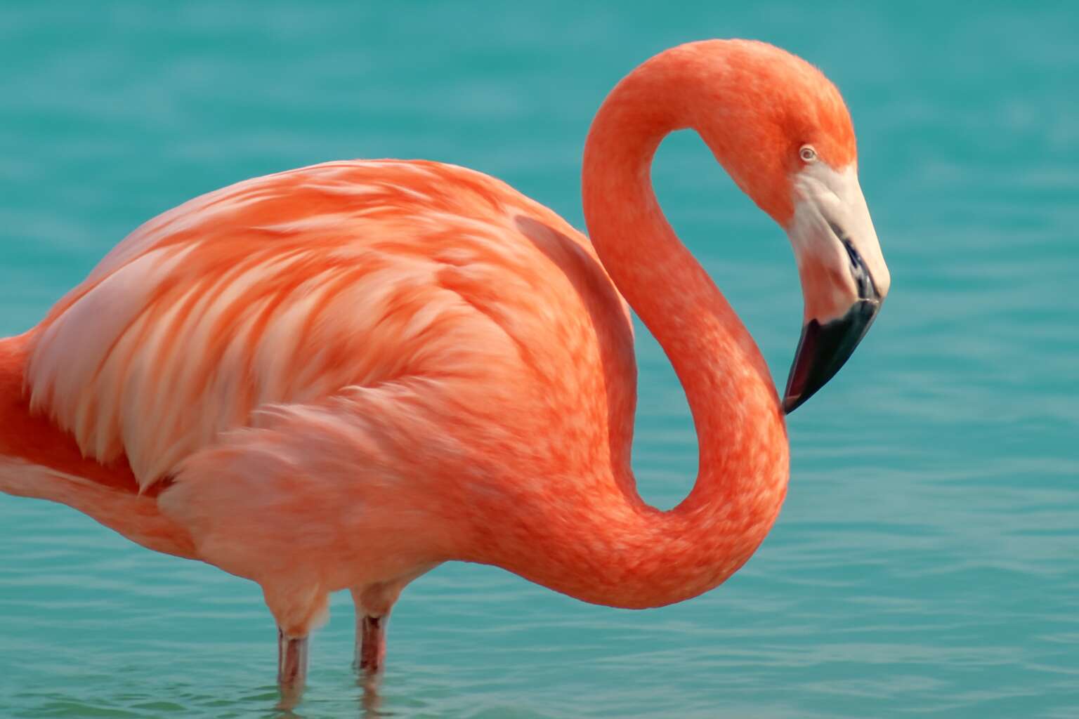 generated_image_6a18e8a315db2.jpg what pigment makes flamingos pink