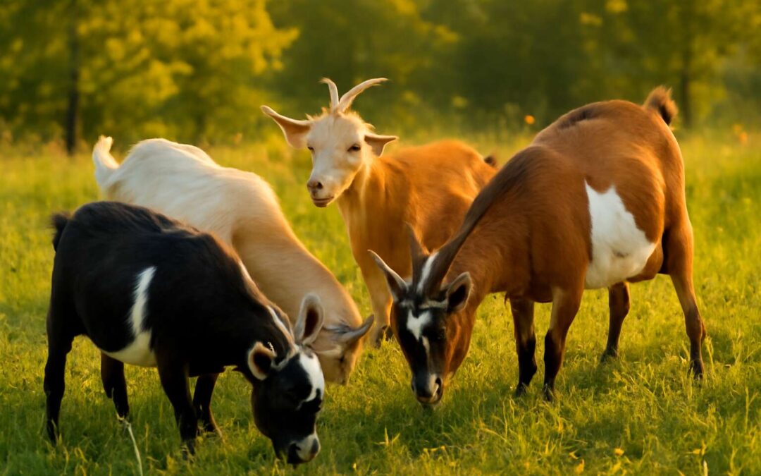 pigment goats: A kaleidoscope of color in modern livestock.