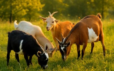 pigment goats: A kaleidoscope of color in modern livestock.